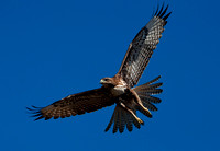 Hawk with Wings Spread