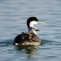 "Western Grebe and Chick" Lake County, CA
