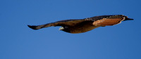 "Red-tailed Hawk in flight" Lake County, CA