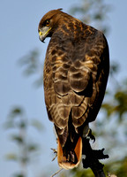 Hawks, Falcons