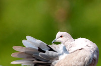 Dove/Pigeon