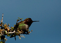 "Anna's Hummingbird" (Male) Glen Eden Trail, Scotts, Valley, CA