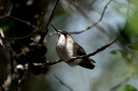 "Anna's Hummingbird Fledgeling"