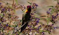 "Male Anna's Hummingbird" Lake County, CA