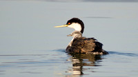 "Western grebe and chick"  Lake County, CA