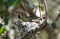 "Anna's Hummingbird and nest" Lake County, CA