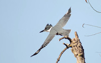 "Belted Kingfisher in flight"
