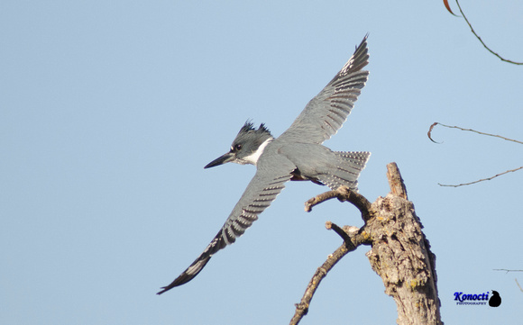 "Belted Kingfisher in flight"