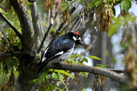 "Acorn Woodpecker"