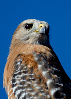 Red-shouldered Hawk"