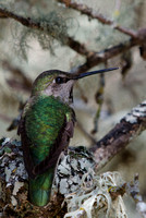 "Anna's Hummingbird" (Female) Lake County, CA