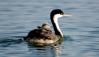 "Western grebe with chick"  Lake County, CA