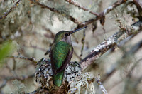 "Anna's Hummingbird and nest" (Live Oak canopy) Lake County, CA