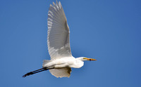 "Great Egret flying" Tule Lake, CA