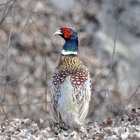 "Ring-necked Pheasant" Soda Bay road, CA