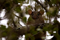 "Wood Rat" on Live Oak tree, Lake County, CA