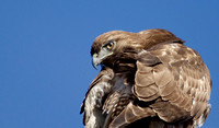"Red-tailed Hawk' Lake County, CA