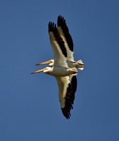 "White Pelican pair"
