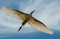"Egret Flying" Tule Lake, Lake County, CA