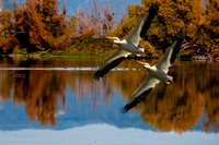 "Rodman slough" Two White Pelican, Lake County, CA