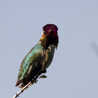 "Anna's Hummingbird" (Male) Glen Eden Trail, Scotts Valley, CA