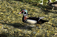 "Wood Duck" Kelsey Creek, Kelseyville, CA
