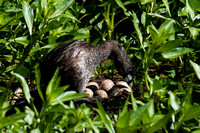 "Pied-billed Grebe and nest eggs"