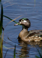 "Wood duck" (Female) Aix sponsa