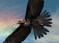 "Hawk in Flight"