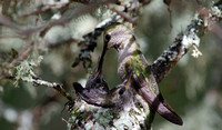 "Anna's hummingbird and nest" Lake County, CA