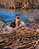 "Otter" Tule Lake, Upper Lake, CA