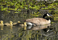 "Canada Goose and chicks" Lake County, CA