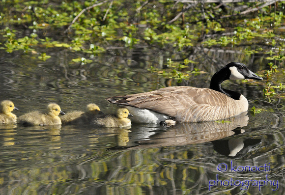"Canada Goose and chicks" Lake County, CA