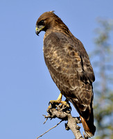 "Red-tailed Hawk"