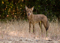 "Coyote" Lake County, CA