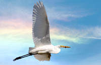 "Egret in Flight" Tule Lake, CA