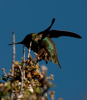 "Anna's Hummingbird male"