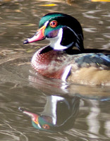 "Wood Duck" (Male)