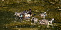 "Wood Duck" with young