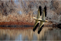 "White Pelican flying" Lake County, CA