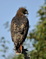 "Red-tailed Hawk" Lake County, CA