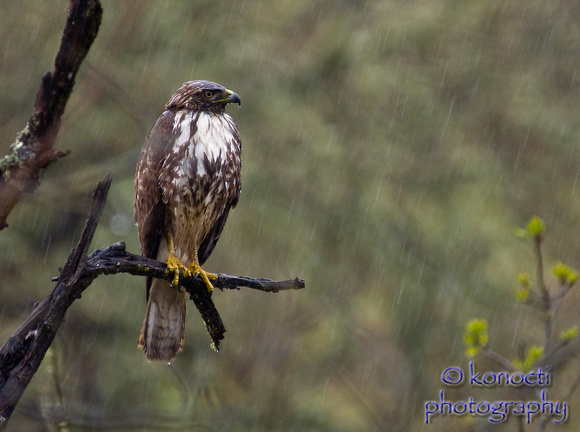 "Hawk in rain" Witter Springs, CA