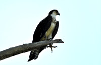 "Osprey" (Fish Hawk) Lake County, CA