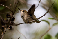 "Anna's Hummingbird fledge"