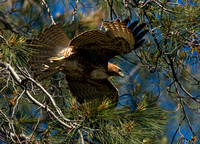 "Red-tailed Hawk in dive" Soda Bay, CA