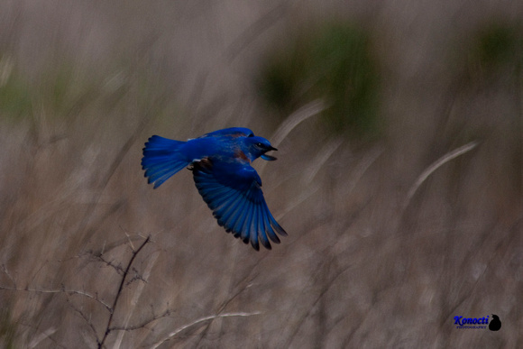 "Western bluebird in flight"