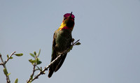 "Anna's Hummingbird" (Male) Lake County, CA
