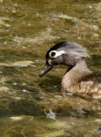"Wood Duck" (Female)