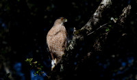 "Coopers Hawk" Live Oak canopy, Lake County, CA
