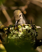 Hummingbird fledge